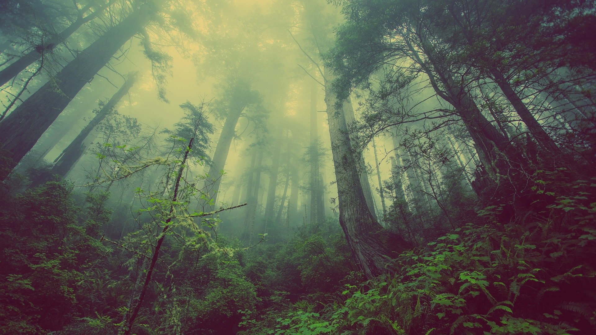Dark Woods Forest